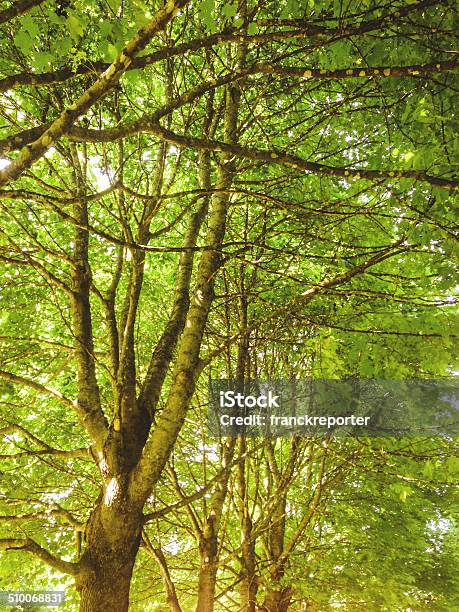 Summer Maple Tree From Below Stock Photo - Download Image Now - Branch - Plant Part, Bush, Directly Below