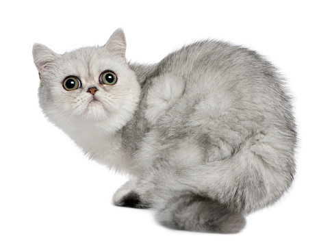 Exotic Shorthair cat, 5 months old, sitting in front of white background and looking up