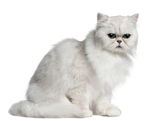 istock Persian cat, 2 years old, sitting 510069642