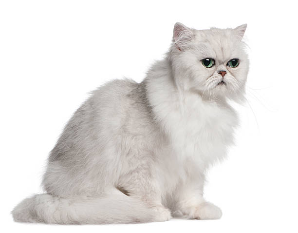 istock Persian cat, 2 years old, sitting 510069762