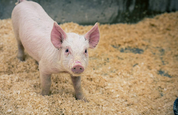 baby pig Baby pig in a pen at a state fair  agricultural fair stock pictures, royalty-free photos & images