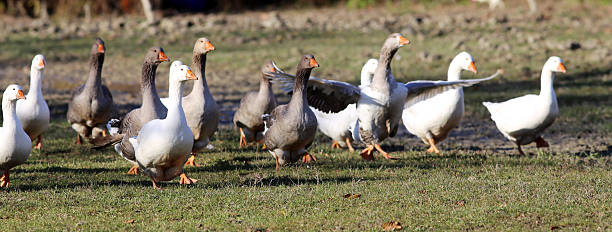 istock Natural background with domestic poultry at farmyard 510070136