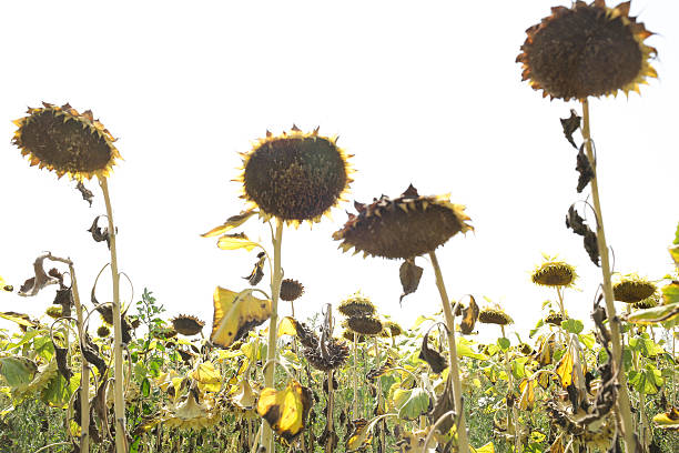istock Wilted sunflower plants 510070750