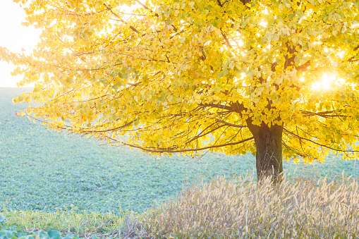 Autumn yellow linden tree in the green field