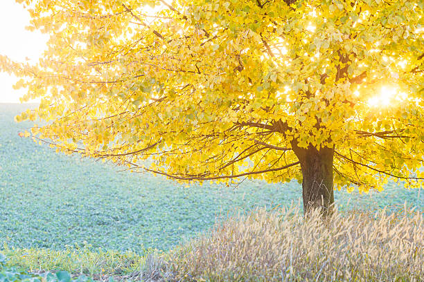 autumn colors, leafy tree stock photo