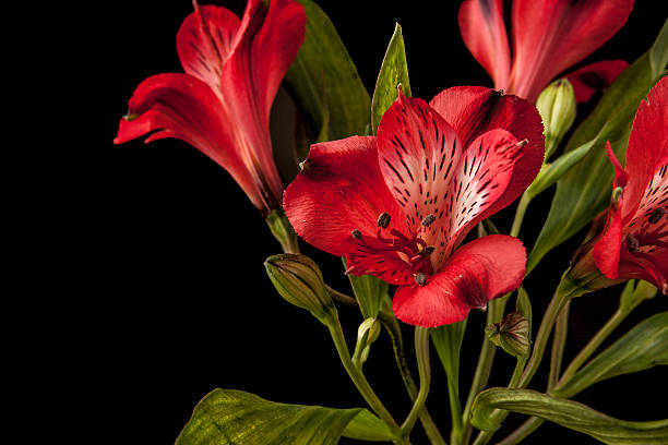 istock Red flowers on the black background 510071172