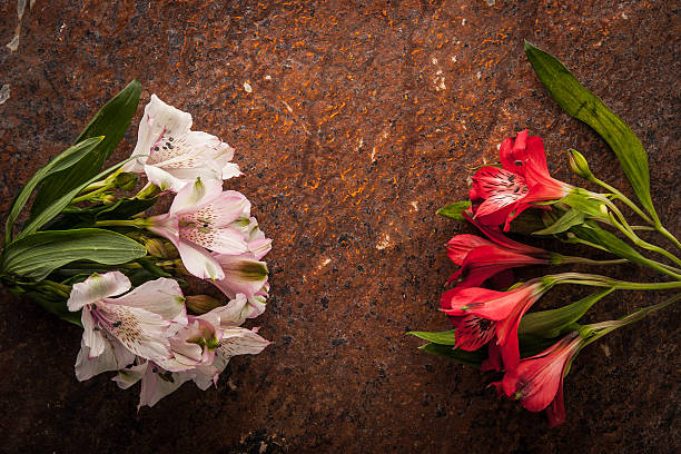 istock White and red alstroemeria on the brown stone background 510071262