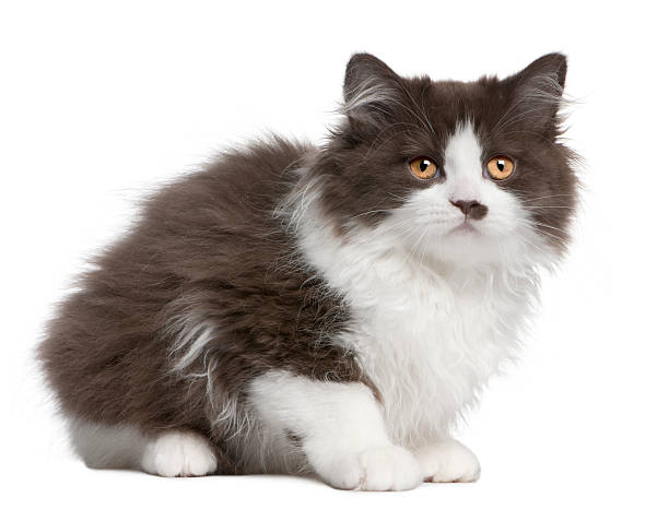 istock British Longhair kitten, 3 months old, sitting 510071428