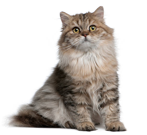 istock British Longhair kitten, 3 months old, sitting 510071610