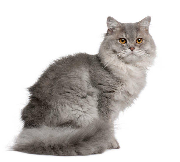 British Longhair Cat, 1 year old, sitting British Longhair Cat, 1 year old, sitting in front of white background british longhair stock pictures, royalty-free photos & images