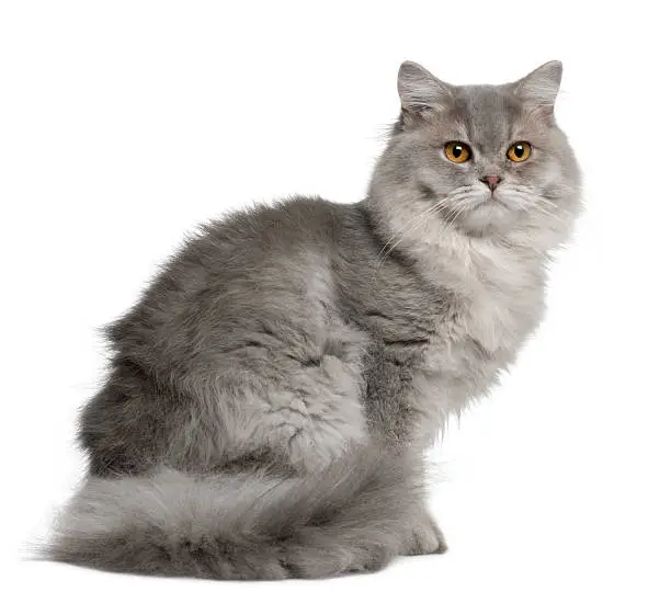 Photo of British Longhair Cat, 1 year old, sitting