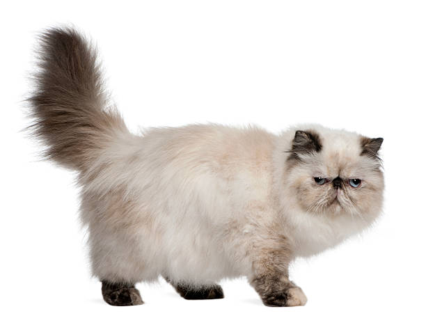 Persian Cat, 2 years old, standing Persian Cat, 2 years old, standing in front of white background persian cat stock pictures, royalty-free photos & images