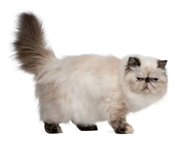 Persian Cat, 2 years old, standing in front of white background