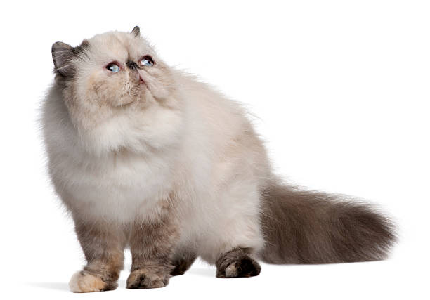 istock Persian Cat, 2 years old, looking up 510073118