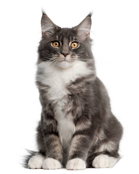 istock Maine Coon Kitten, 5 months old, sitting 510074188