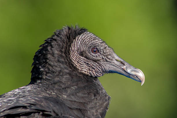 istock Closeup of Black Vulture 510074334