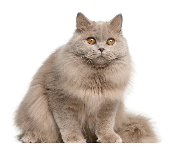 istock British longhair cat, 15 months old, sitting 510075232