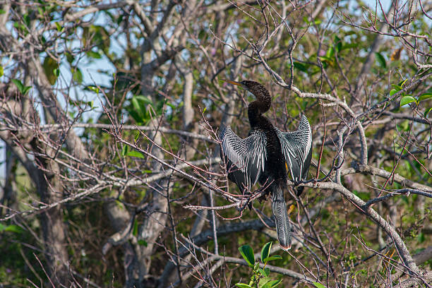 istock Anhinga or Cormorant dries his wings 510075766