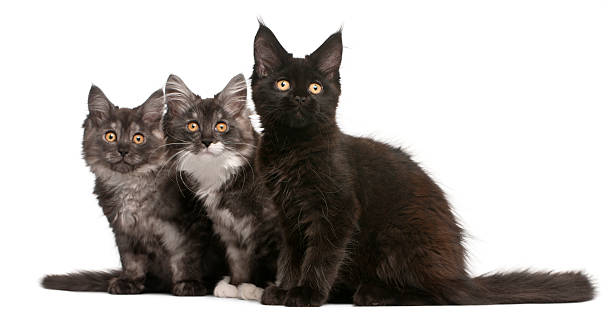 istock Maine Coon Kittens, 12 weeks old, sitting 510076172