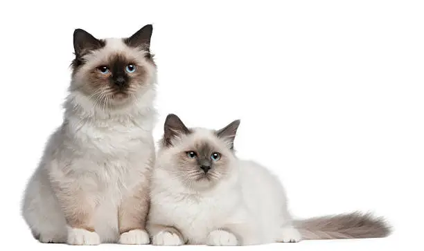 Birman Kittens, 4 months old, sitting in front of white background