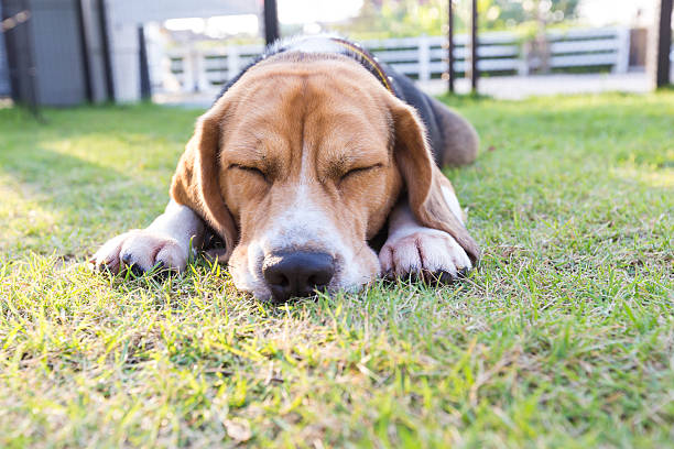 istock Young beagle dog staying and close eyes on the grass 510076386