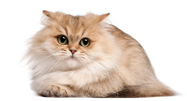 istock British Longhair cat, 3 years old, lying 510076904