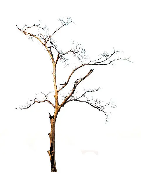 Photo of burned leafless tree on white background