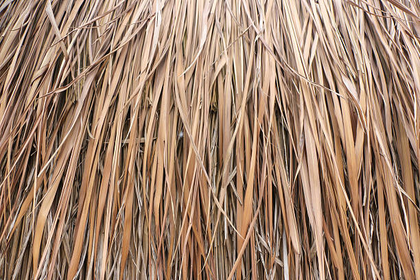 istock Close up straw background. Texture of straw 510079060
