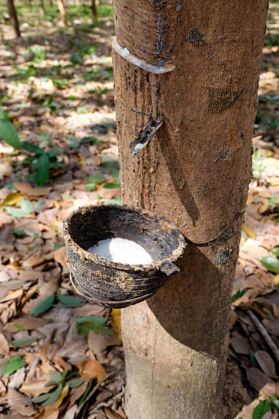 istock Close up of Milky latex extracted from rubber tree 510079188