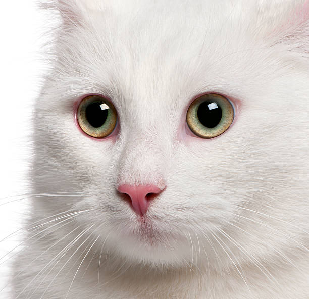 istock Close-up of Mixed-breed cat, 1 year old, 510079284