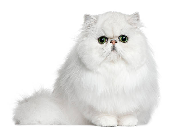 Persian cat, 8 months old, sitting Persian cat, 8 months old, sitting in front of white background purebred cat photos stock pictures, royalty-free photos & images