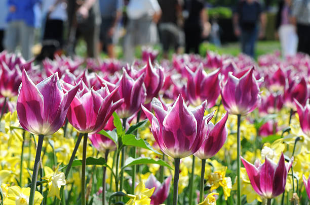 istock flowerbed of tulips in springtime 510079676