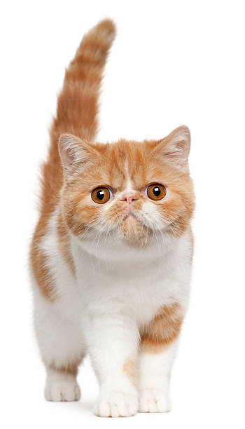 istock Exotic Shorthair kitten, 4 months old, standing 510079768