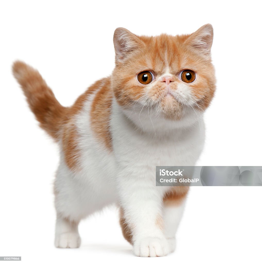 Exotic Shorthair kitten, 4 months old, standing Exotic Shorthair kitten, 4 months old, standing in front of white background Domestic Cat Stock Photo