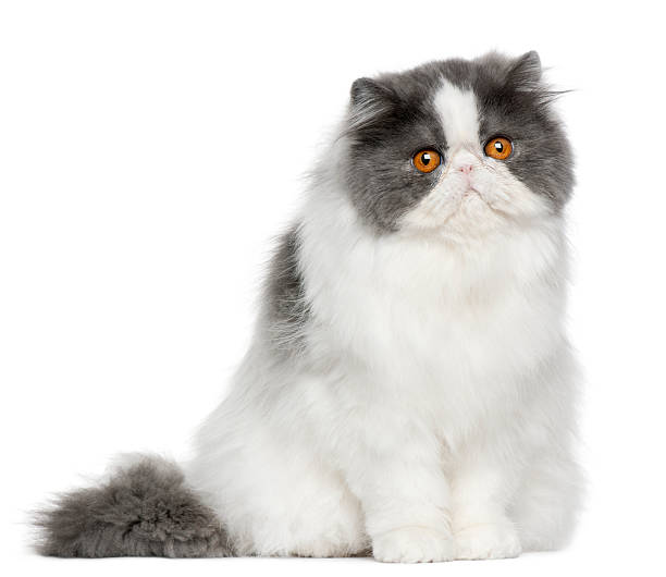 istock Persian cat, 10 months old, sitting 510080286