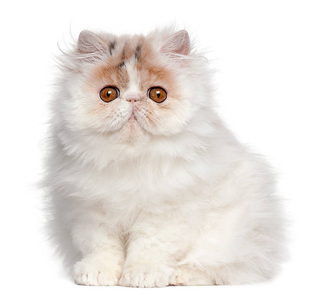 istock Persian kitten, 3 months old, sitting 510080386