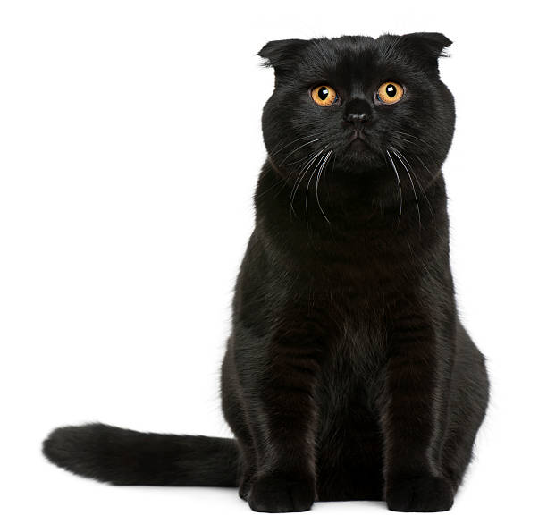 istock Scottish Fold cat, 7 months old, sitting 510080626