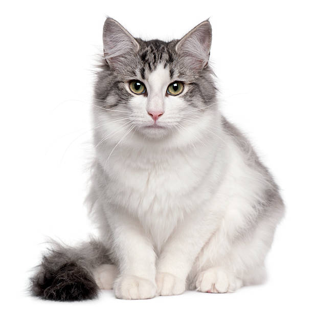 istock Norwegian Forest Cat, 5 months old, sitting 510080842