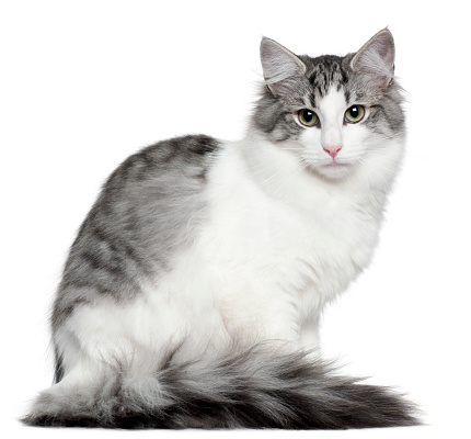 British kitten sitting in front of white background.