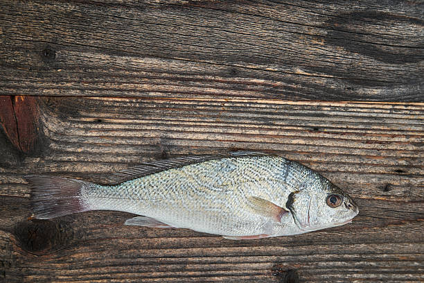 istock Raw fish over wooden background, top view 510081516