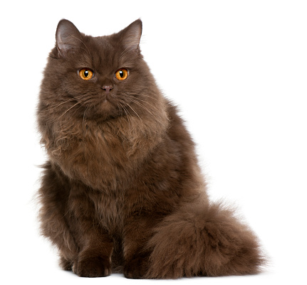 British Longhair kitten, 5 months old, sitting in front of white background