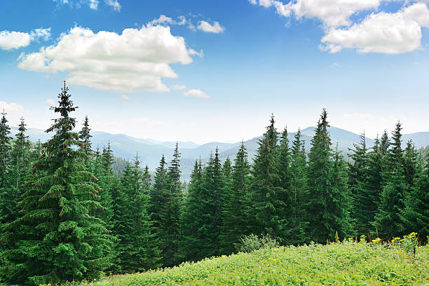 bellissimi alberi di pino - foresta foto e immagini stock