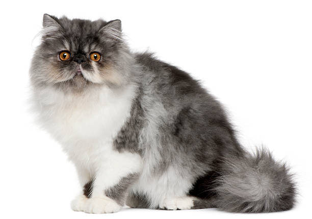 istock Persian kitten, 6 months old, sitting 510082176