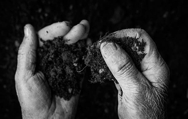 istock Old woman hands holding fresh soil. spring and ecology concept 510083174
