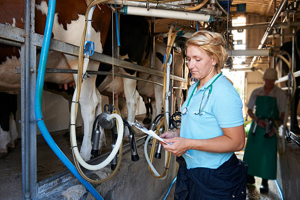 tierärzte kontrollieren rinder, die vermiltet werden - melken stock-fotos und bilder