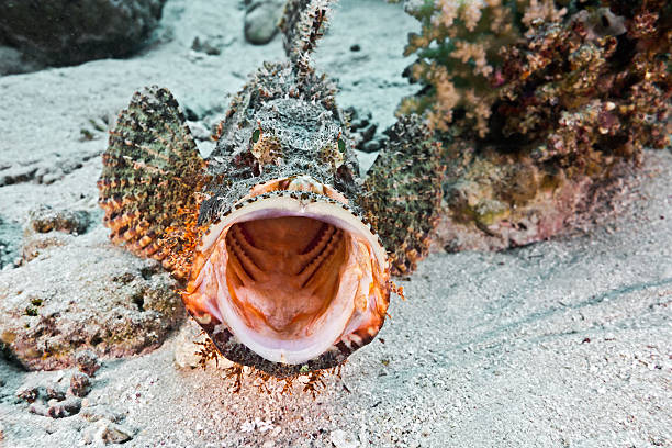 Scorpionfish stock photo