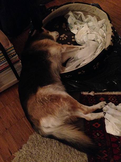 umírající pes heidi - smrtící injekce - stock snímky, obrázky a fotky