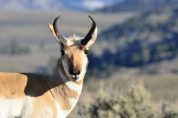 istock Pronghorn in the sunshine 510086806