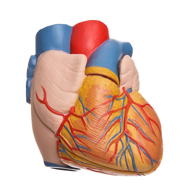 istock Human heart -  organ donation 510102445