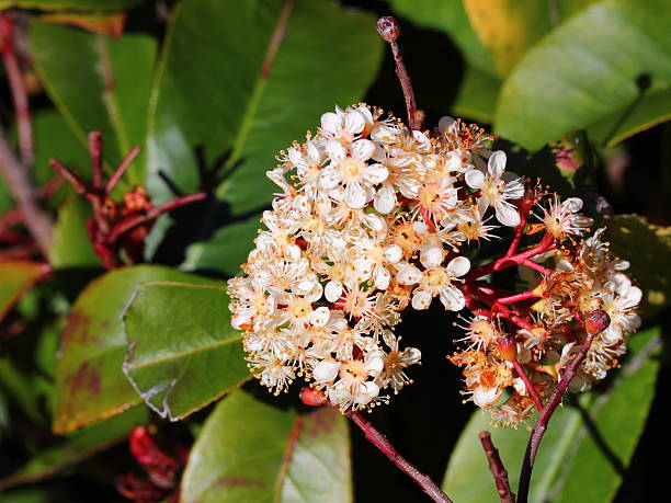 istock bunch of flower 510102677